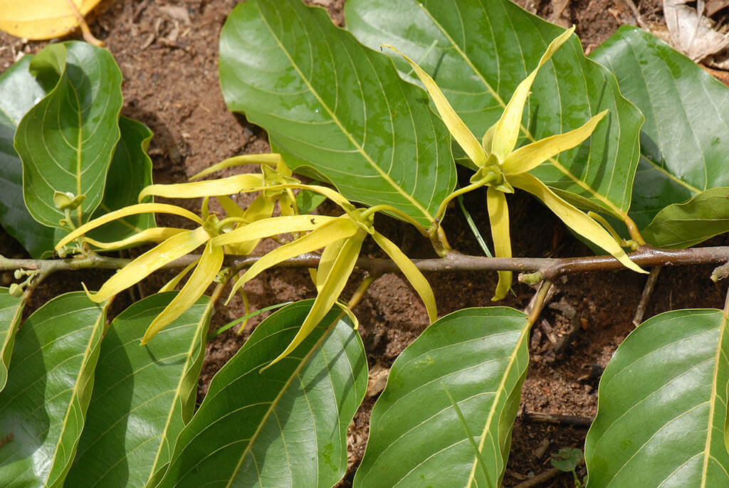 ylang-ylang